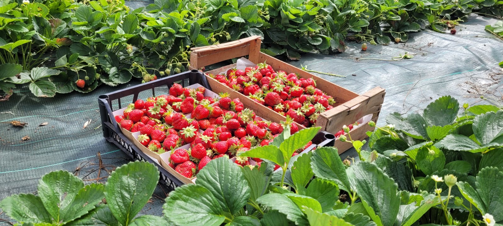 Récolte de fraises bio au Domaine du COQ en PAT